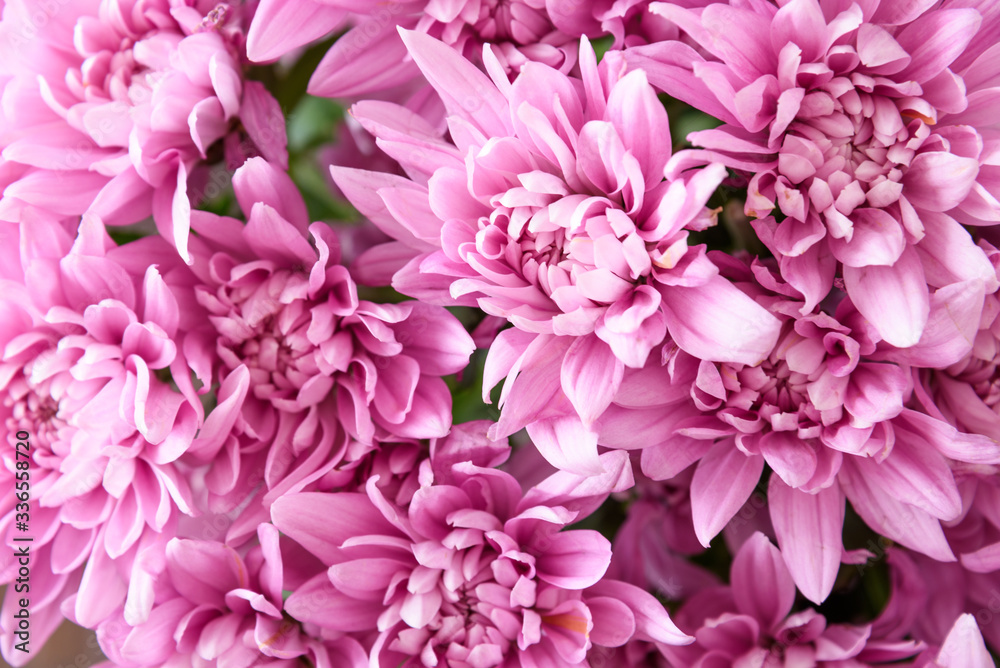 Close up of bouquet of pink chrysanthemums, wood table as background
