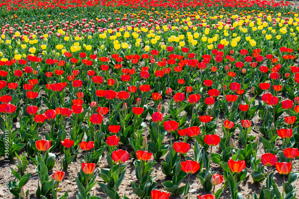 Change of seasons as the tulips spring into life displaying their beautiful colourful petals.