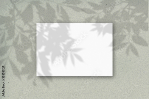 A horizontal A4 sheet of white textured paper on the green wall background. Mockup overlay with the plant shadows. Natural light casts shadows from the tree's foliage