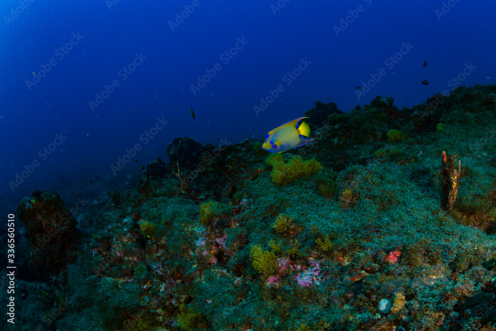 Fototapeta premium Cardumes