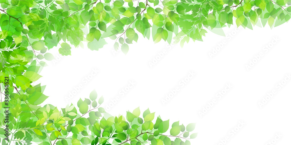 新緑 葉 緑 背景
新緑 葉 緑 背景