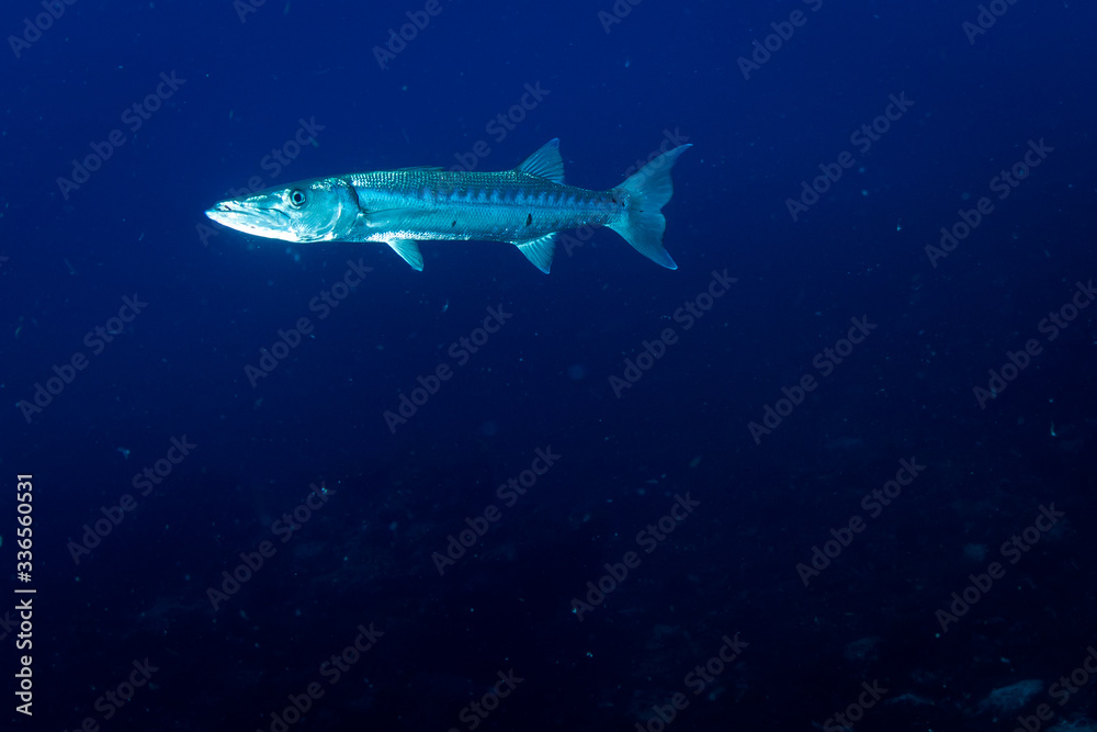 Naklejka premium Peixe