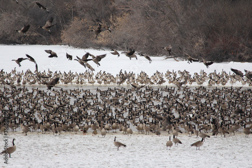 Mass of migrating Canada geese © Jerrold
