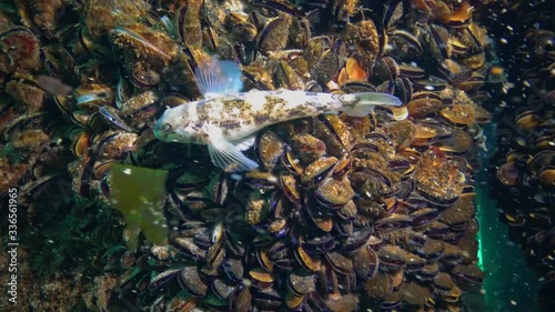 Fish of the Black Sea. (Neogobius melanostomus), Marine invasive species Round goby. Ukraine. photo