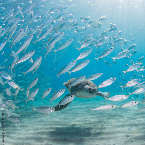 Tartarugas Marinhas