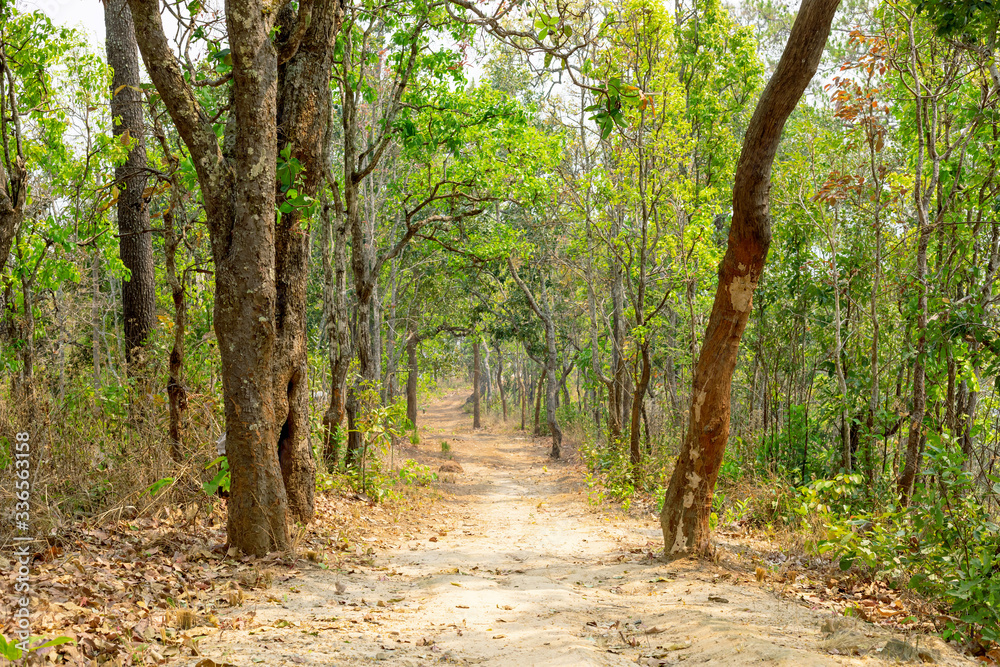 Wilderness trail on the day of pure nature forest. Wilderness trail on the day of pure nature forest.
