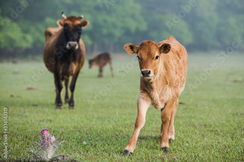 Brown Baby calf Looking at Camera Standing in a Green Pasture with Fog