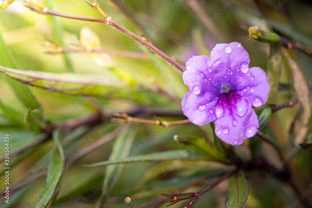 Obraz premium The background image of the colorful flowers
