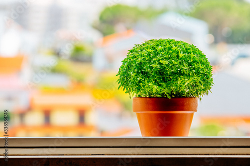 Manjerico at home window