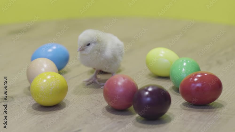 Easter chicken and colorful eggs, wooden table, yellow background. Fluffy chick