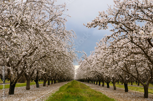 Flowering almond tree grove blossoms in California