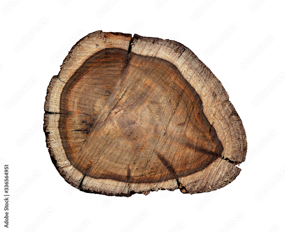 Old wood with patterns for making firewood Stumps on a white background Old wood with patterns for making firewood Stumps on a white background