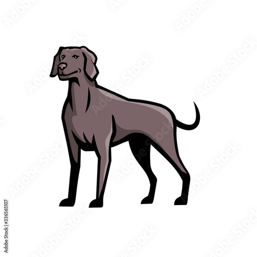 Sports mascot icon illustration of a Weimaraner Vorstehhund, a German gundog also known as Silver Ghost, standing viewed from front on isolated background in retro style. © patrimonio designs