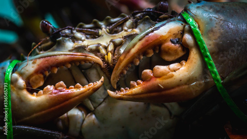 Obraz na plátne Closeup of serrated giant mud crab sold at fish market