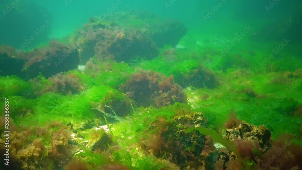 Underwater landscape in the Black Sea. Green, red and brown algae on the seabed, algae swinging during a storm Underwater landscape in the Black Sea. Green, red and brown algae on the seabed, algae swinging during a storm