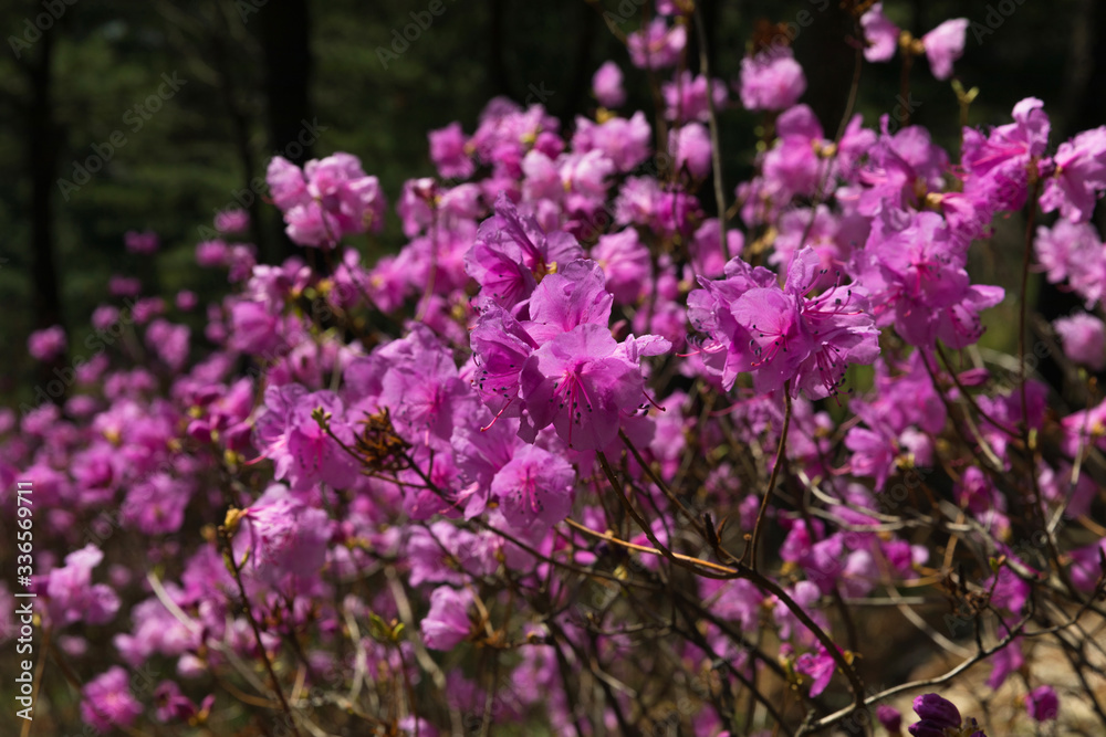 Spring is full of pink rhododendrons in the mountains and forests.