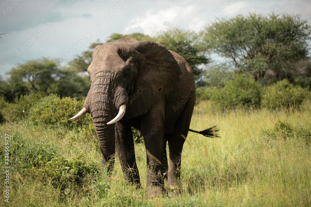 Fototapeta premium Lone Elephant In Tanzania