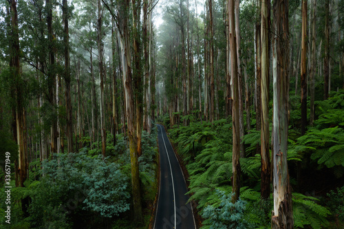Aerial View of Road Through Beautiful Forest in Black Spur Victoria Australia photo