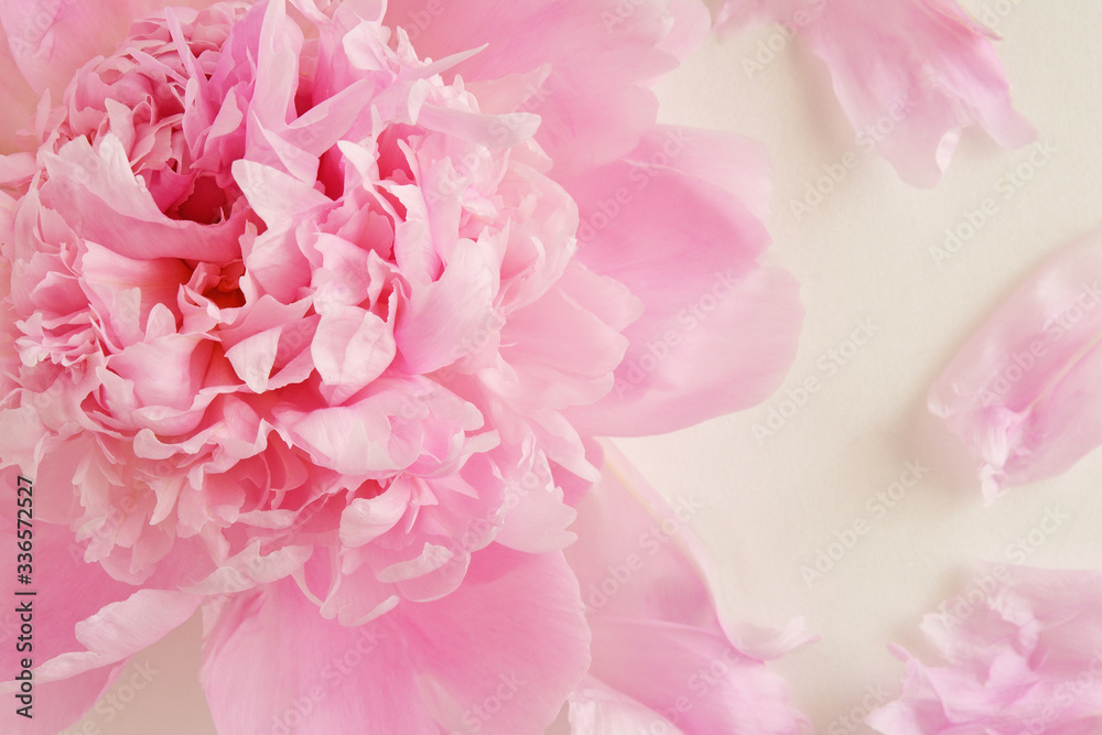 シャクヤクの花 白バック シャクヤクの花 白バック