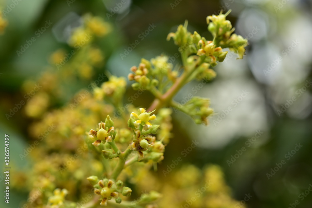 Beautiful flowers in the flower garden Flowers in the garden that bloom in summer Local flower garden, beautiful garden park Beautiful flowers in the flower garden Flowers in the garden that bloom in summer Local flower garden, beautiful garden park