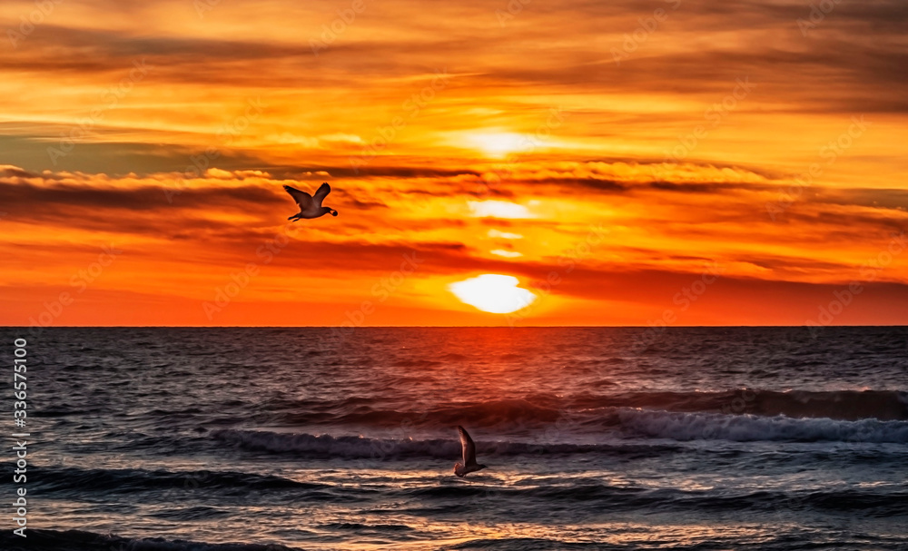Turtle Beach Bird with Acorn in Mouth, Sarasota, Florida, Beach, seagull, birds, beautiful red, orange sunset, sea, clouds, waves, 