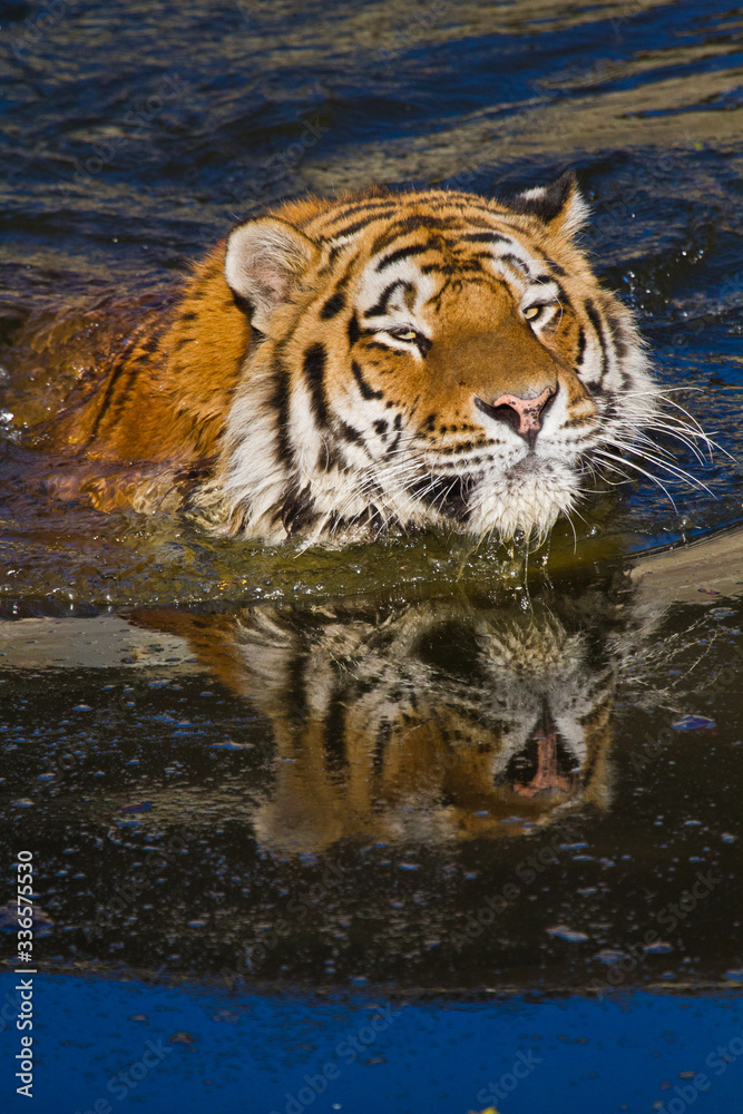 Sibirischer Tiger (Panthera tigris altaica), Tigerbaby Sibirischer Tiger (Panthera tigris altaica), Tigerbaby