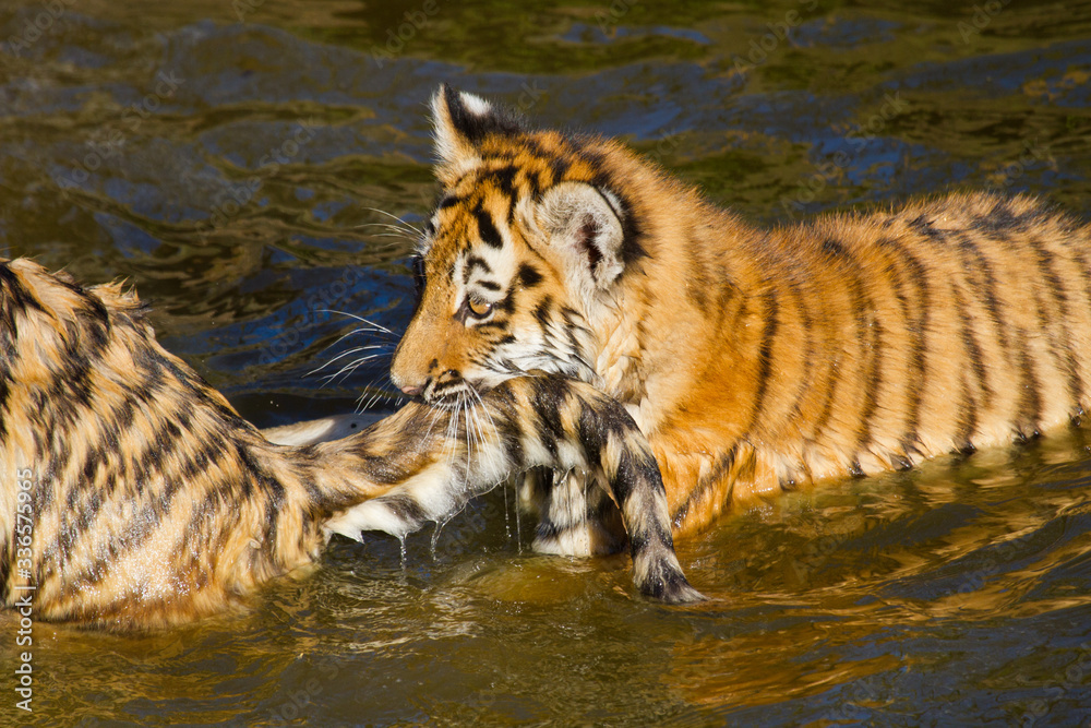 Sibirischer Tiger (Panthera tigris altaica), Tigerbaby Sibirischer Tiger (Panthera tigris altaica), Tigerbaby