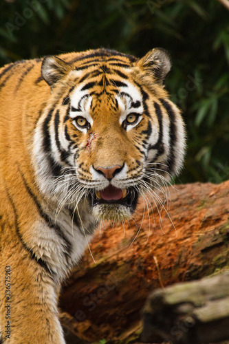 Fototapeta Naklejka Na Ścianę i Meble -  Sibirischer Tiger (Panthera tigris altaica)