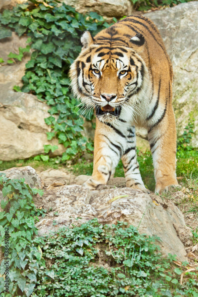 Sibirischer Tiger (Panthera tigris altaica) Sibirischer Tiger (Panthera tigris altaica)
