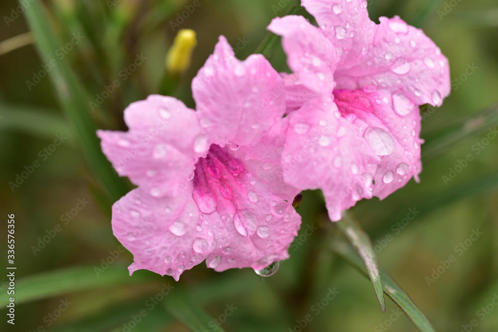 Macro photos of pink flowers with drops of water and small bees. Macro photos of pink flowers with drops of water and small bees.