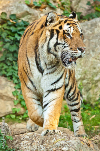 Sibirischer Tiger (Panthera tigris altaica) © Jearu