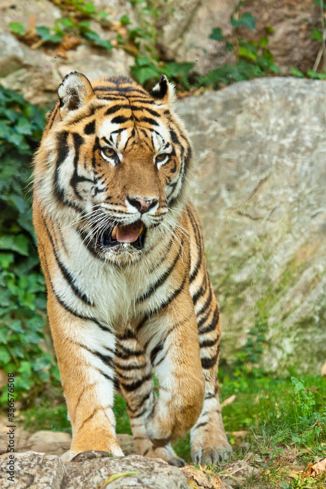 Sibirischer Tiger (Panthera tigris altaica) Sibirischer Tiger (Panthera tigris altaica)
