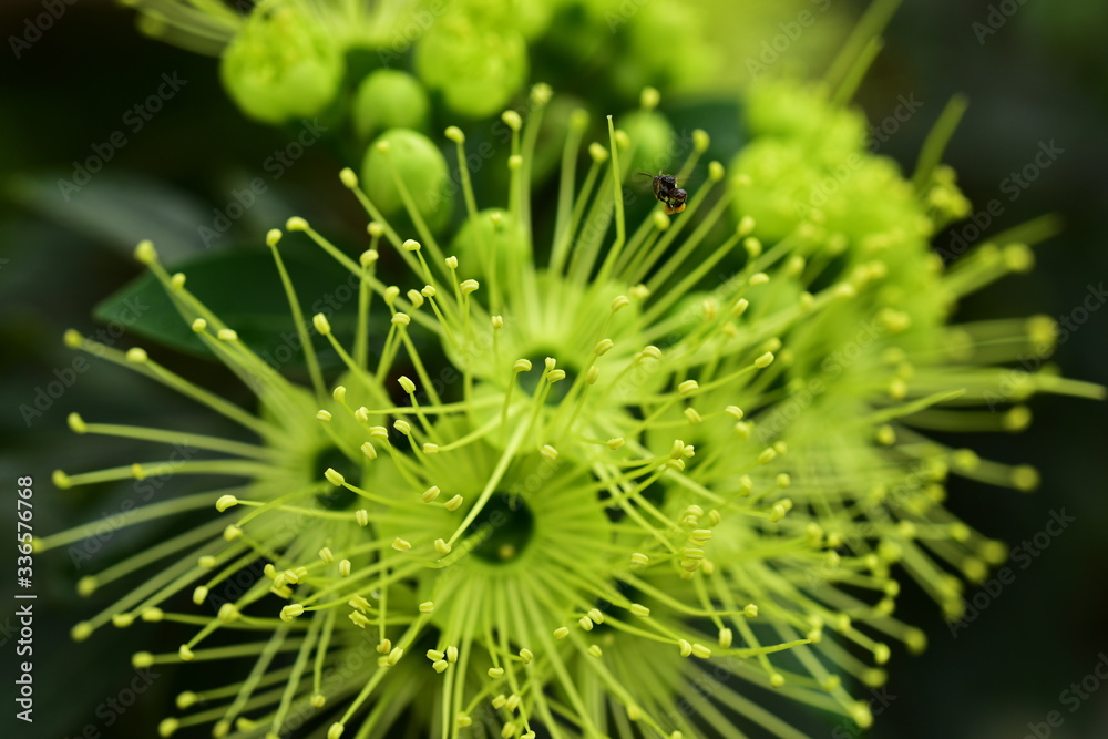Closeup photo of green flowers on a bright day Closeup photo of green flowers on a bright day