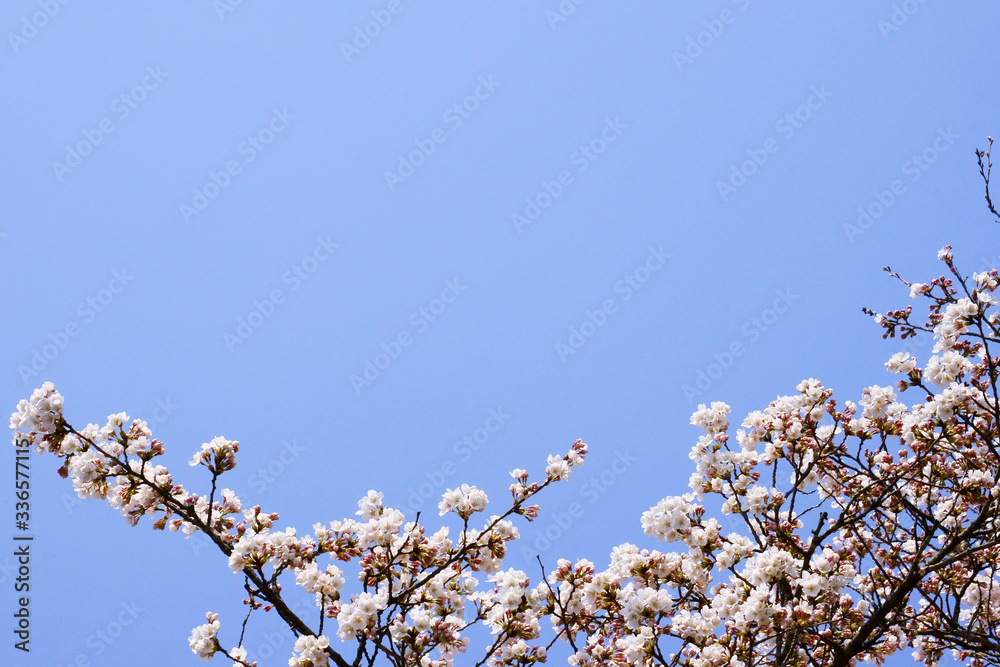 青空に伸び行くソメイヨシノの枝。サクラサク春の風景