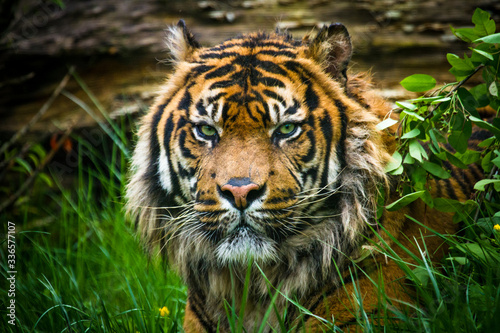 Sumatra-Tiger (Panthera tigris sumatrae)