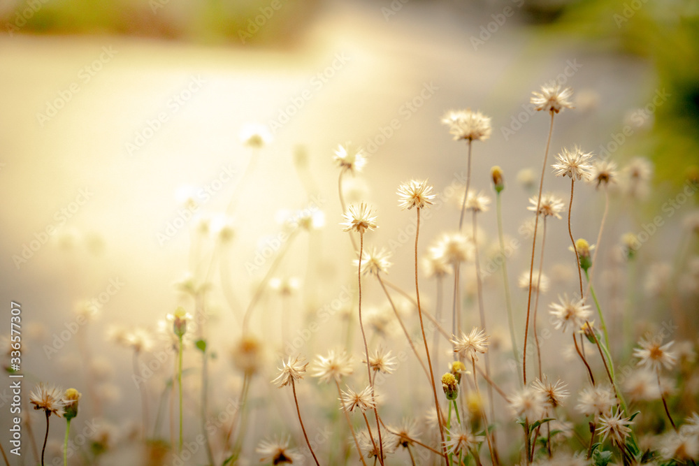 Dry grass with sun light in a morning time.