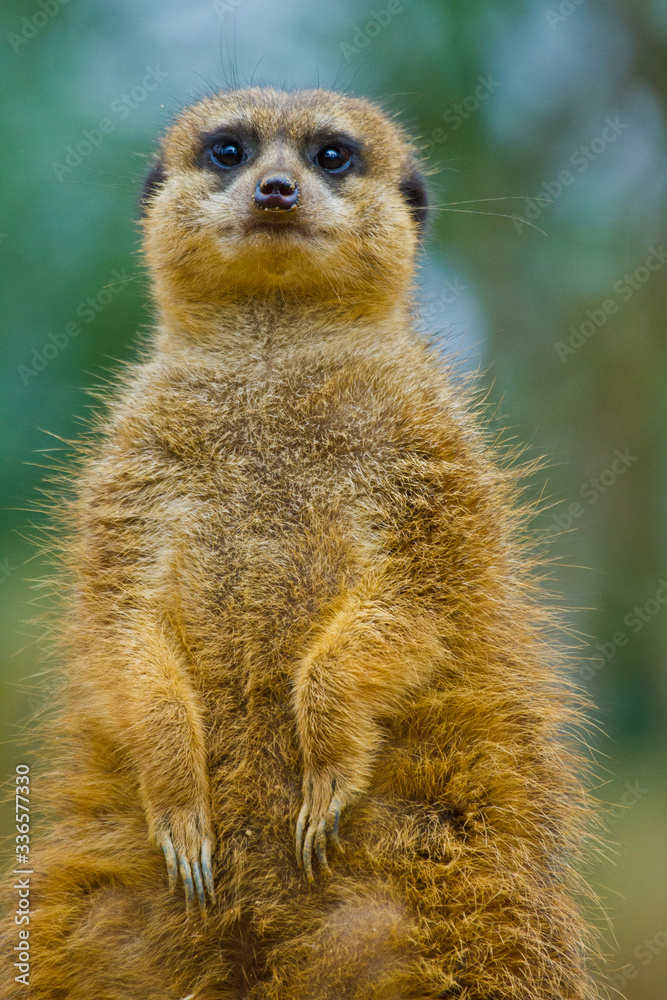 Fototapeta premium Erdmännchen (Suricata suricatta)