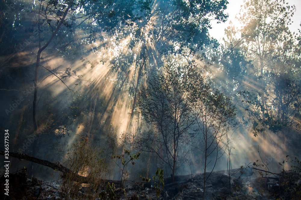 When the forest is burning When the forest is burning