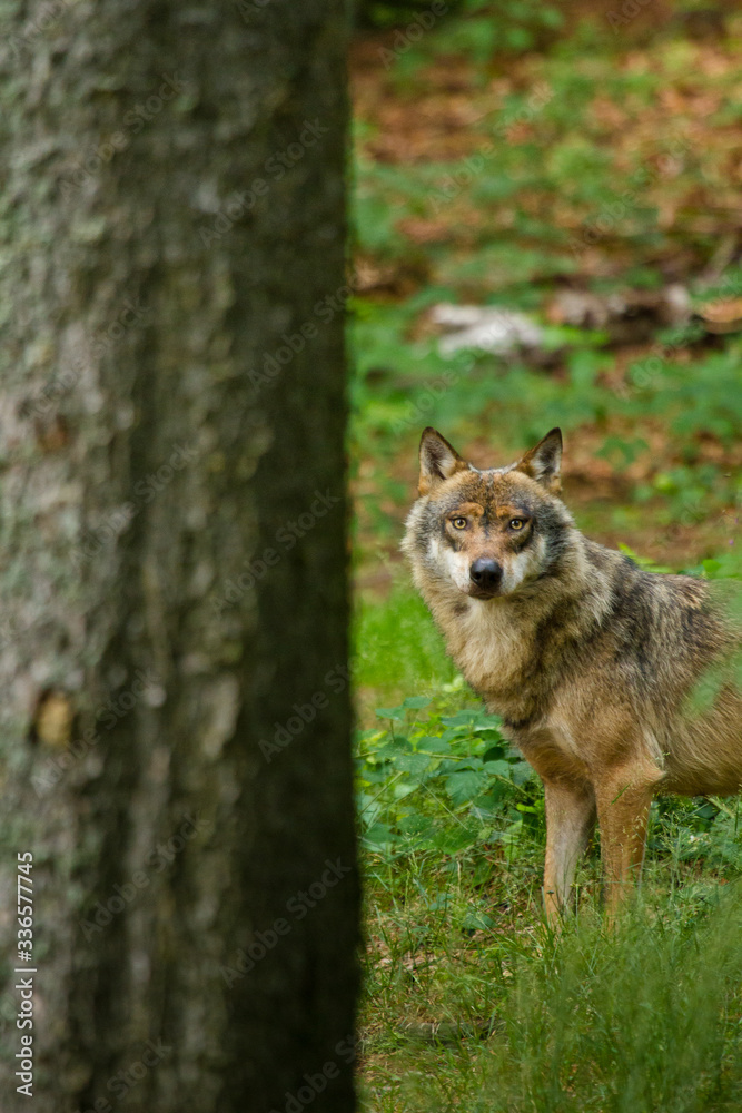 Wolf oder Grauwolf (Canis lupus) in Deutschland