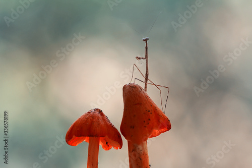 Wood mantish anda Red Mushrooms photo