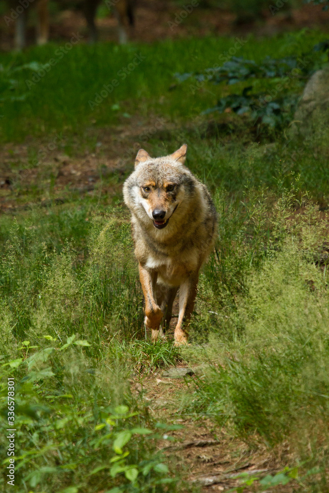 Wolf oder Grauwolf (Canis lupus) in Deutschland