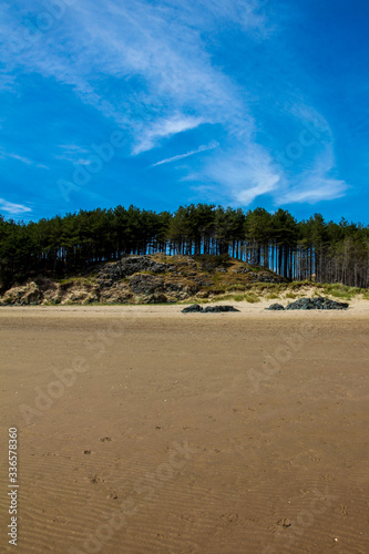 beach with trees, forest by the sea
