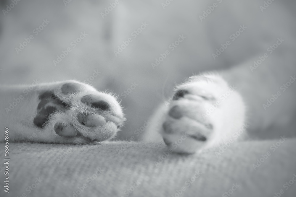 Close up of sleeping cat paws to show concept of a cozy home, staying home with pets and coping with home quarantine due to the covid-19 pandemic Close up of sleeping cat paws to show concept of a cozy home, staying home with pets and coping with home quarantine due to the covid-19 pandemic