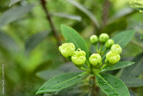 Macro photos of green flowers and small bees