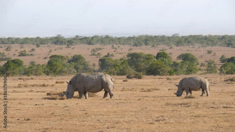 Wide angle view of Black Rhinos feeding on the african plains as a lone waterhog crosses by Wide angle view of Black Rhinos feeding on the african plains as a lone waterhog crosses by