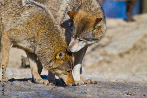 Timberwolf oder Amerikanischer Grauwolf (Canis lupus lycaon) photo