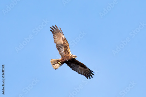 Birds of prey - Marsh Harrier  Circus aeruginosus   landing on the blue sky. Czech Republic  Europe Wildlife