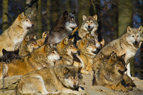 Timberwolf oder Amerikanischer Grauwolf Rudel (Canis lupus lycaon)