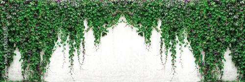 Fototapet Old white concrete wall with Virginia creeper vines