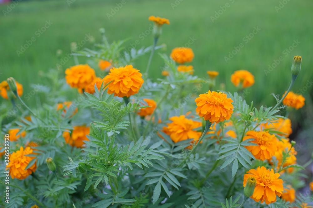Paper Flower or Zinnia is a genus of sunflower tribal plants in the daisy family.